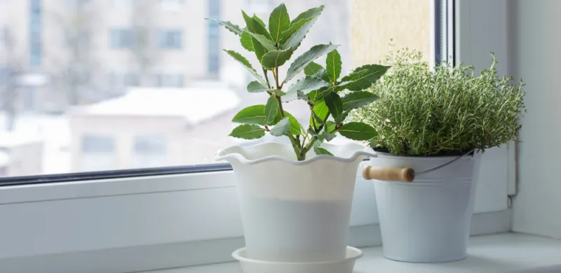 cuidar as plantas interiores da sua casa